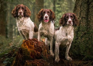 A Guide to Feeding Working Gundogs During the Season