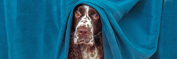 Helping your Dog or Rabbit during the Firework season.