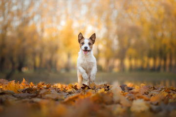 Chudleys Guide To Autumn